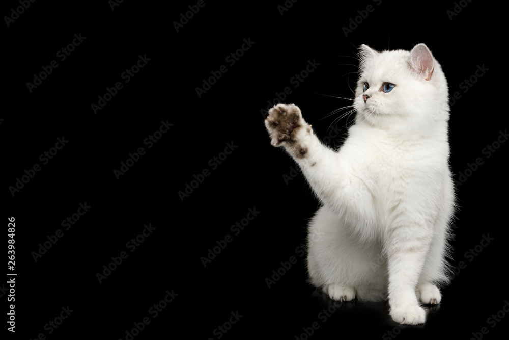 British White Cat with blue eyes Sitting and raising paw on Isolated Black Background, side view