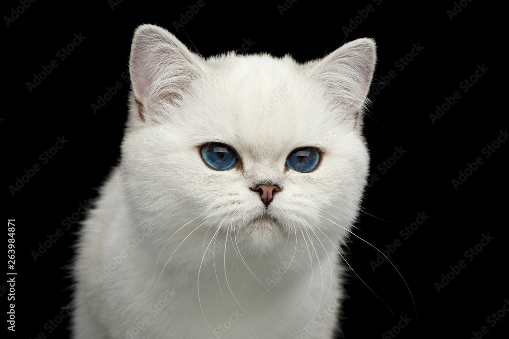 Portrait of British White Cat with blue eyes seek on Isolated Black Background, front view