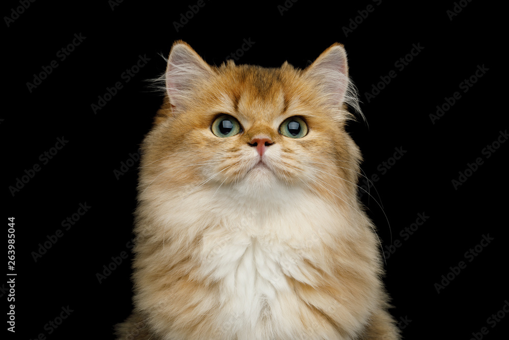 Portrait of British Red Cat with adorable green eyes on Isolated Black Background, front view