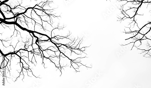 Fotografie, Obraz Bare tree branches on a pale white background