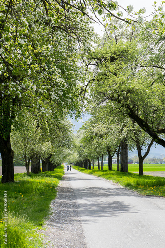Fototapeta Naklejka Na Ścianę i Meble -  people riding bikes along a country road with springtime trees with white blossoms