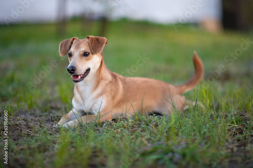 Portret leżącego psa na zielonej trawie
