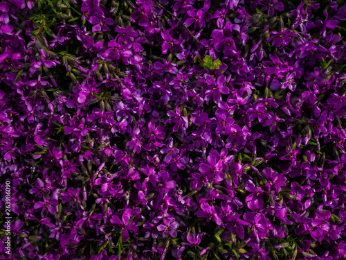 Violet flowers after a rain. Rain drops on petals and flowers