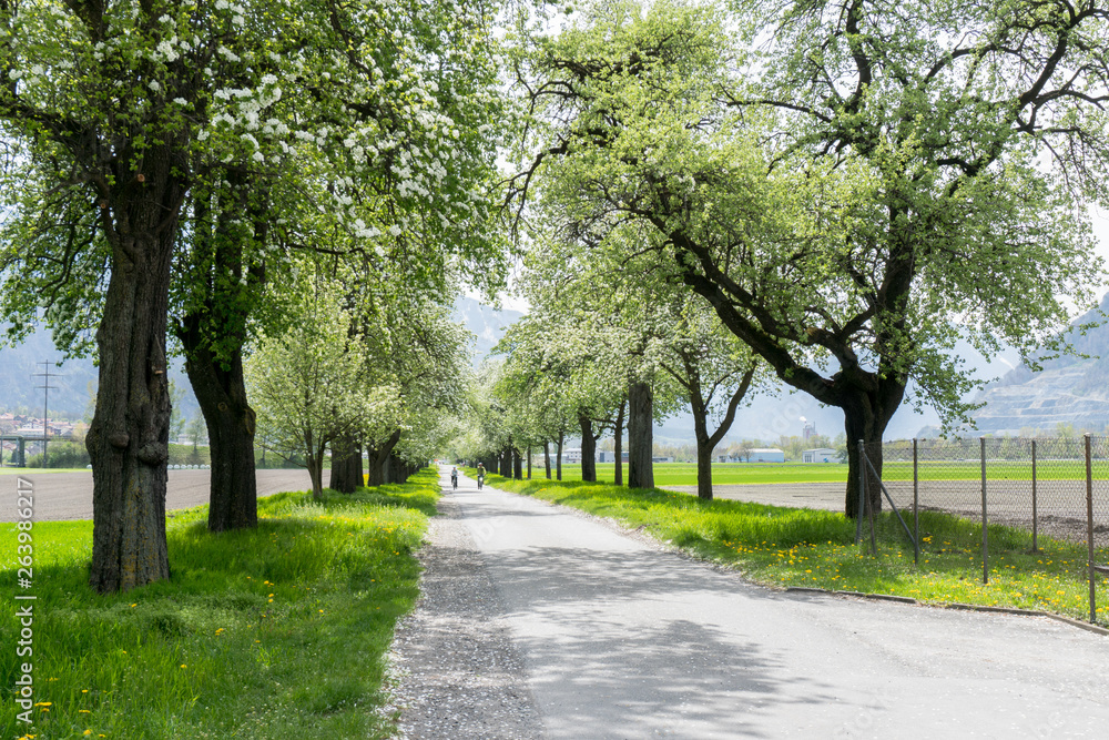 people riding bikes along a country road with springtime trees with white blossoms