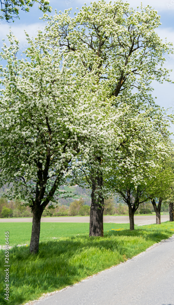 country road with springtime trees with white blossoms country road with springtime trees with white blossoms