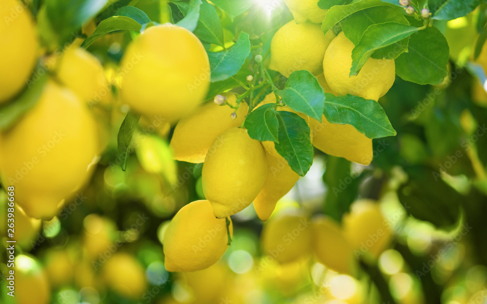 Yellow lemons on lemon tree, bright sun shines through green leaves