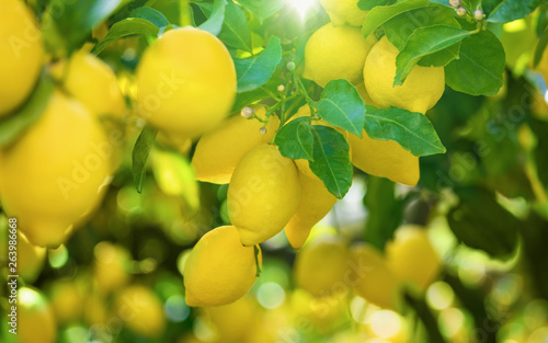 Yellow lemons on lemon tree, bright sun shines through green leaves photo