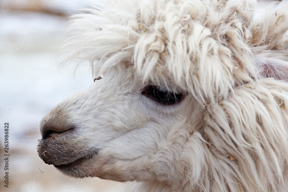 white alpaca with rough hair