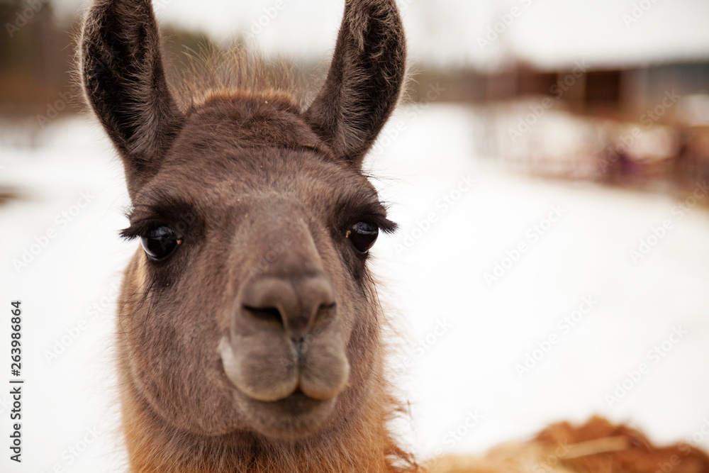 Fototapeta premium lama head with bokeh background