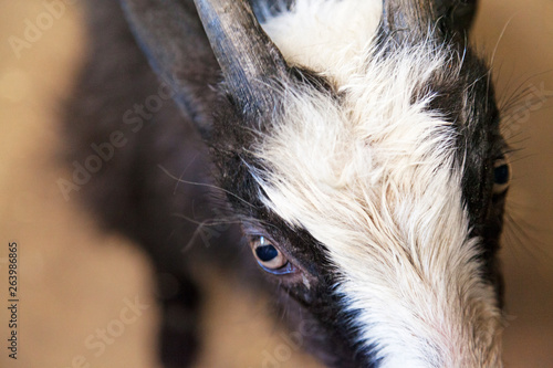 close up of goat kitten