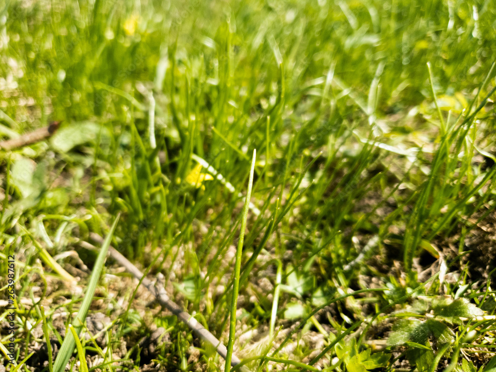 Young green grass. Fresh first green grass on the ground. Young green grass. Fresh first green grass on the ground.