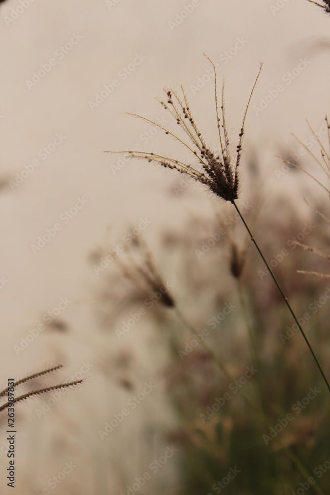 Obraz premium Vegetación