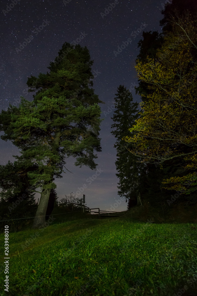 Germany, Bavaria, Allgaeu, Auerberg, trees under starry sky at night Germany, Bavaria, Allgaeu, Auerberg, trees under starry sky at night