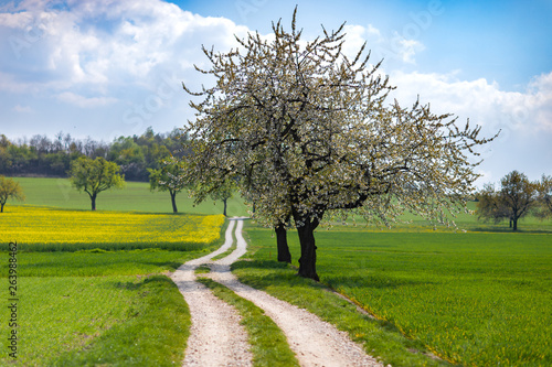 Fototapeta Naklejka Na Ścianę i Meble -  Droga polna przy pięknej zieleni i kwitnących drzewach. Krajobraz wiejski przedtaswijący wiosenny rozwkit natury.