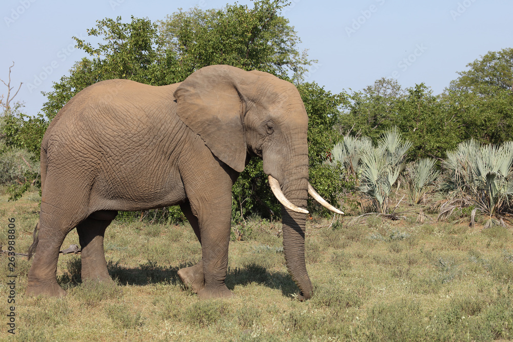 Obraz premium Afrikanischer Elefant / African elephant / Loxodonta africana