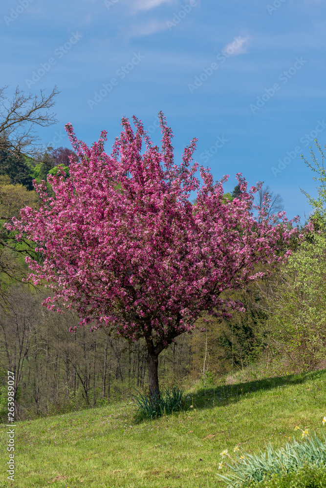 Pinkfarben blühender Zierapfelbaum im Garten Pinkfarben blühender Zierapfelbaum im Garten