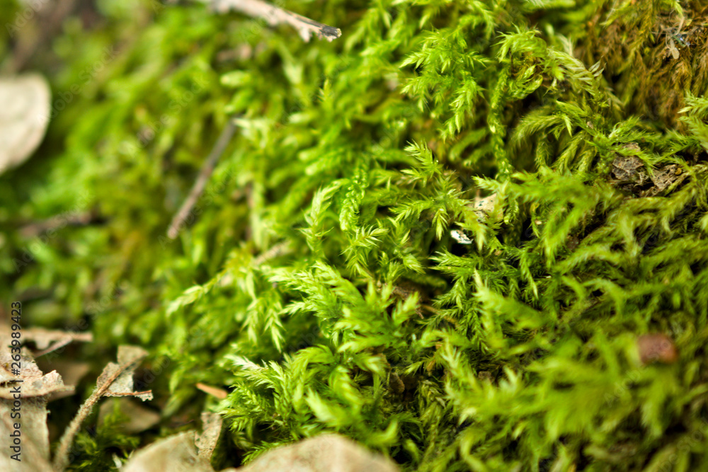 Common moss growing in the forest soil. Shot on northwestern Spain, galicia Common moss growing in the forest soil. Shot on northwestern Spain, galicia