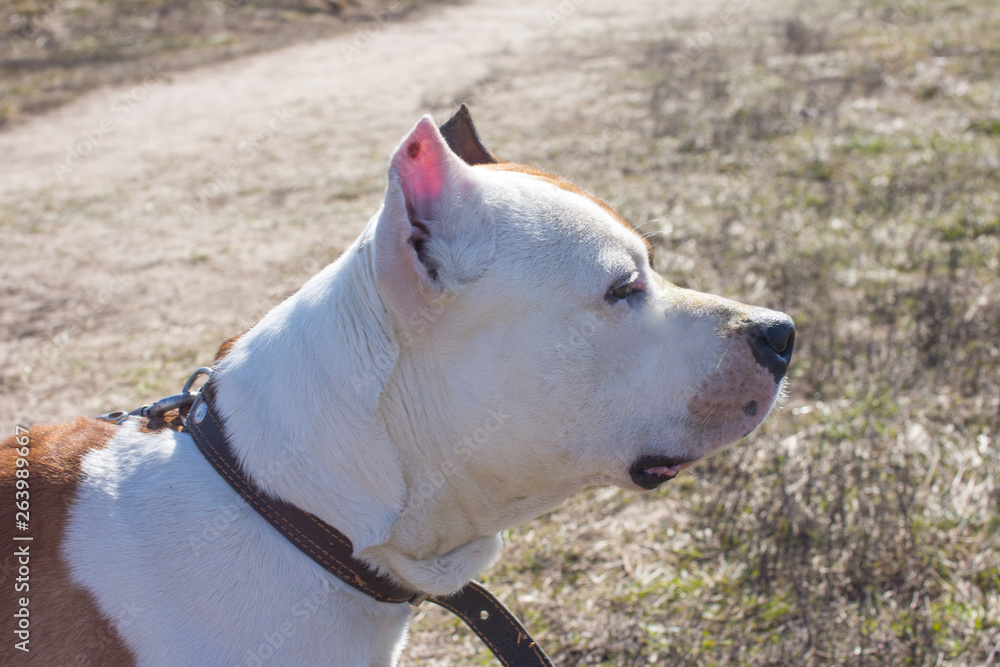 Dogs on a walk. American Staffordshire Terrier and pit bull Terrier. Dogs on a walk. American Staffordshire Terrier and pit bull Terrier.