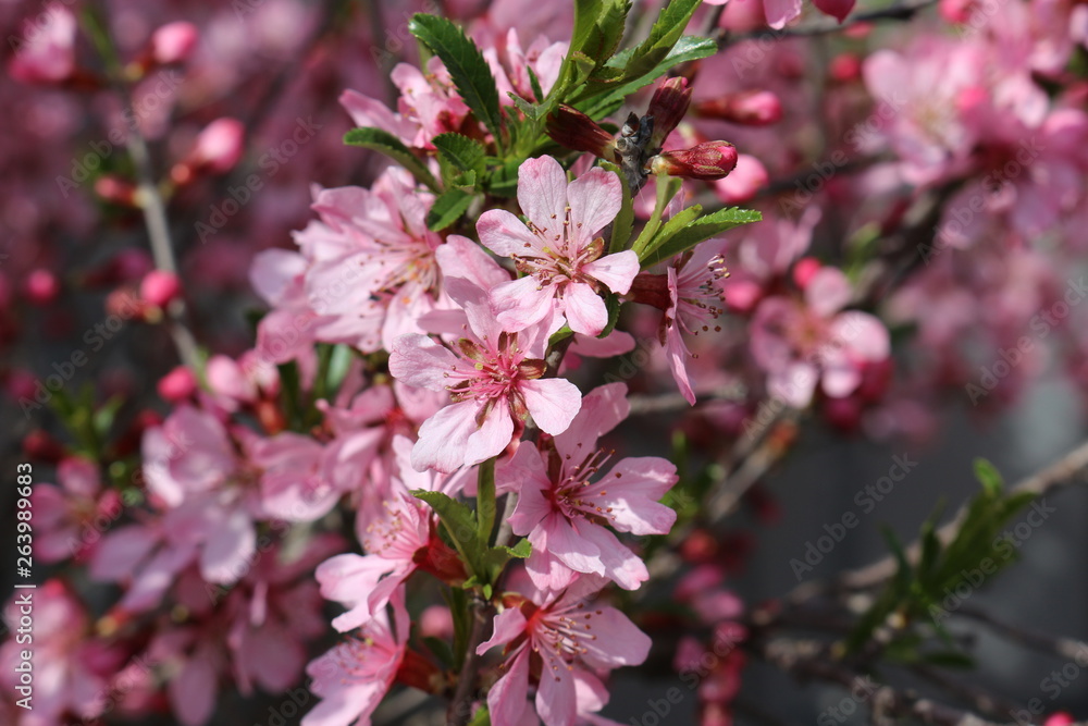 Peach bloomed bright pink flowers on a sunny spring day Peach bloomed bright pink flowers on a sunny spring day