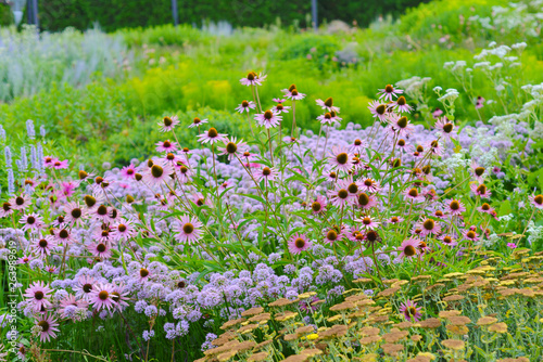 Fresh coneflower plants in summer in garden of Chicago, USA. Natural pink echinacea herbal flower blossom with green leaves.