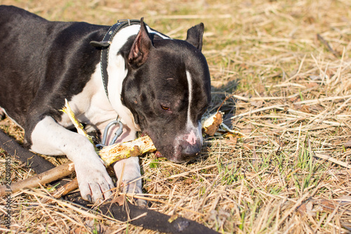 Dogs on a walk. American Staffordshire Terrier and pit bull Terrier.