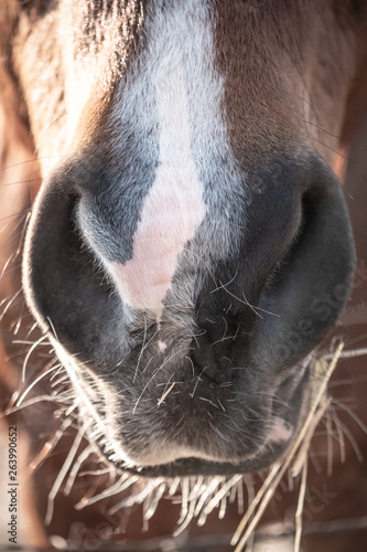portrait of a horse
