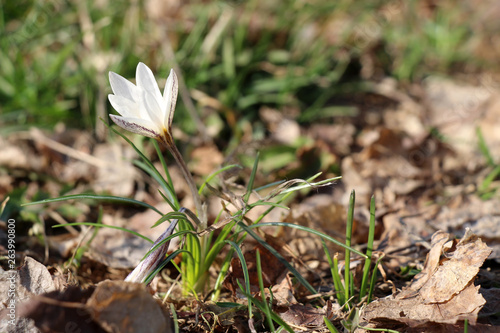 snowdrop flower background after winter photo