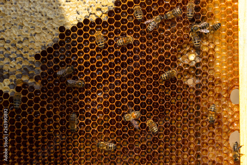 Close up view of the working bees on honey cells. Bees convert nectar into honey and close it in the honeycomb. Selective focus