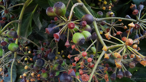 Knospe Efeu Pflanze Giftig im Frühling in Deutschlands Gärten