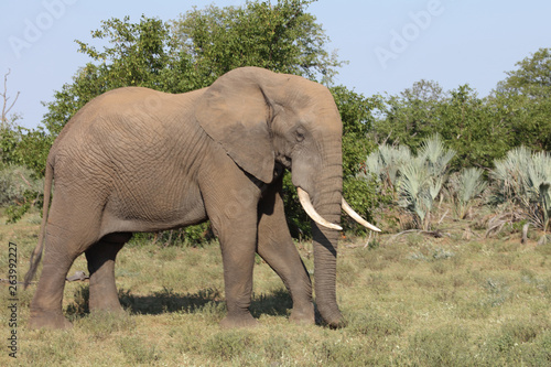 Afrikanischer Elefant / African elephant / Loxodonta africana