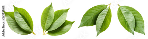Fotografia Set of green leaves, isolated on white background