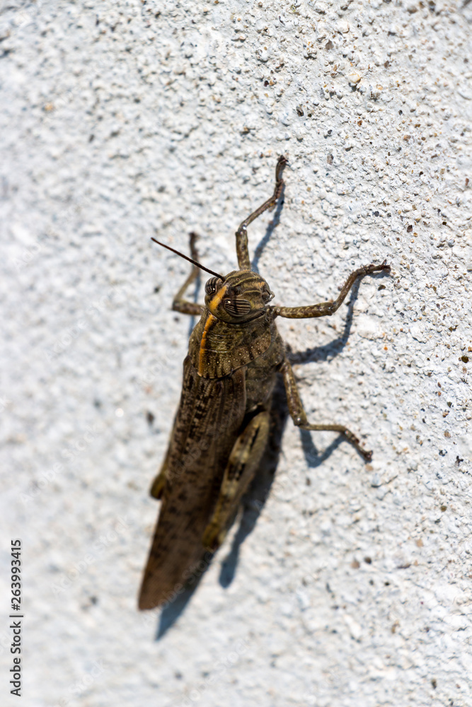 Obraz premium Big brown grasshopper on a concrete fence at the village of Krum, Southern Bulgaria