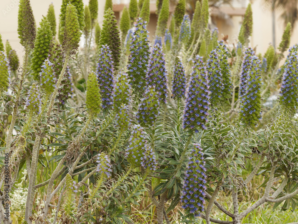 Echium candicans - Vipérines de Madère ou Echium blanc à floraison somptueuse bleu violet Echium candicans - Vipérines de Madère ou Echium blanc à floraison somptueuse bleu violet