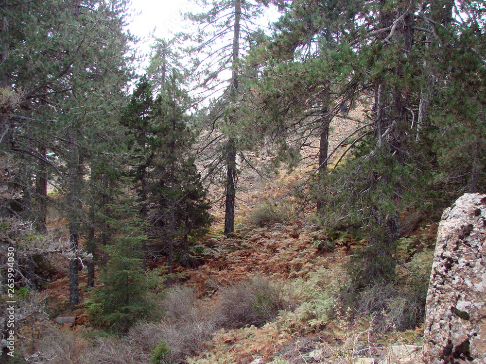 Obraz premium The landscape of a mountain forest on impassable slopes at an altitude of 1900 meters above sea level.
