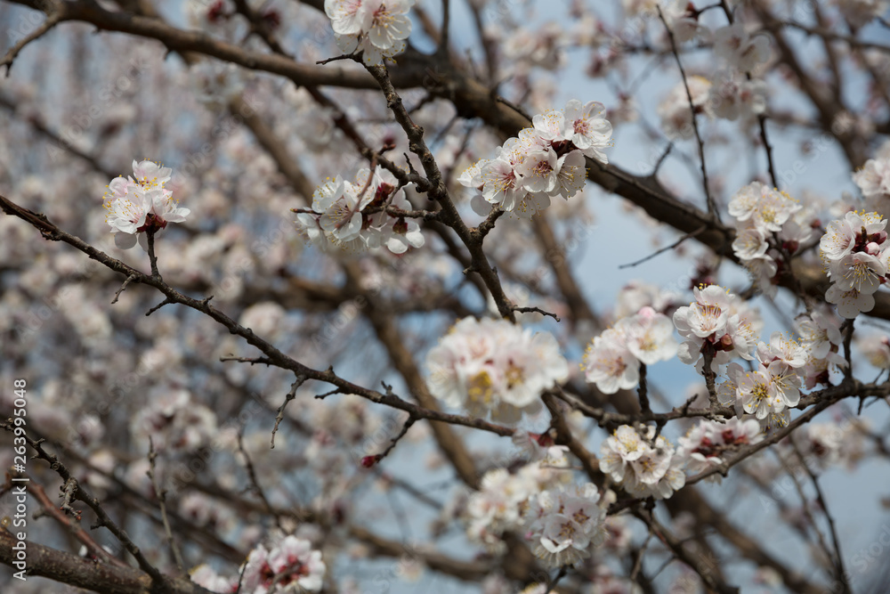 Blossoming apricot tree outdoor photo for graphic and web design, for website or mobile app. Blossoming apricot tree outdoor photo for graphic and web design, for website or mobile app.