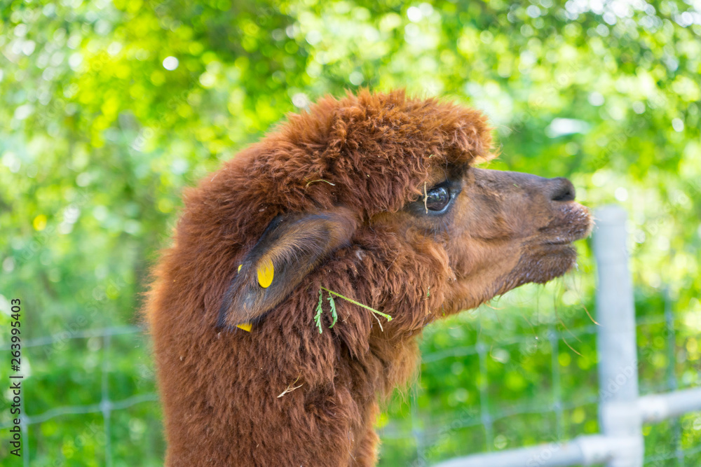 Brown baby cute alpaca head