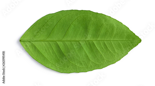 Green natural leaf isolated on white. Fresh avocado leaf bright rich color with streaks. Closeup of a horizontally positioned  a top view. Inner back side.