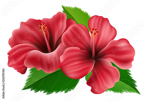 Pink hibiscus flower with green leaf for summer. Vector illustration isolated on white background, for exotic summer party and tropical nature design
