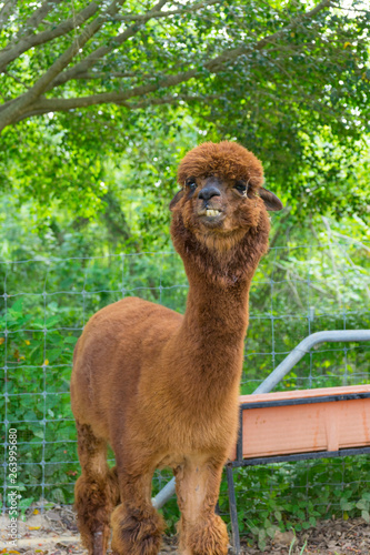 Brown baby cute alpaca head