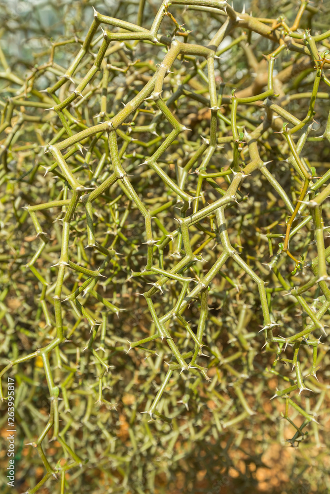 Zigzag plant in the greenhouse