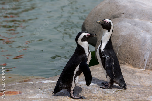 Pinguins d Afrique