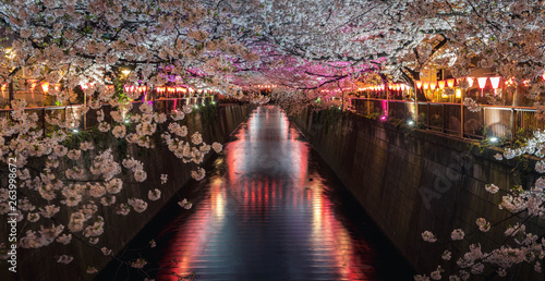Fototapeta Naklejka Na Ścianę i Meble -  riverside cherry blossom