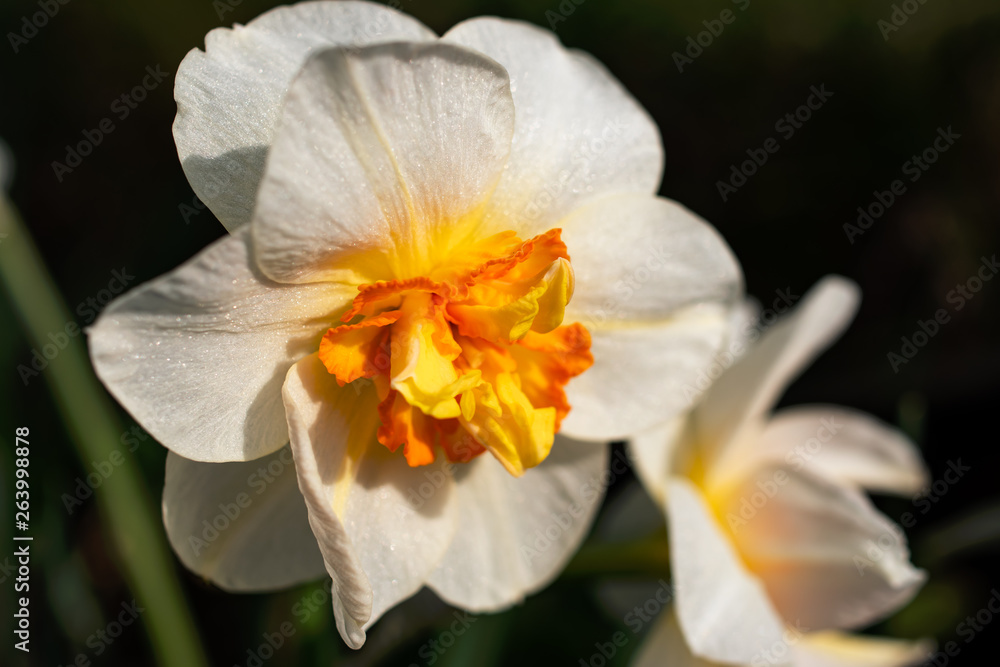 Fototapeta premium Focus on a spring flower: Narcissus