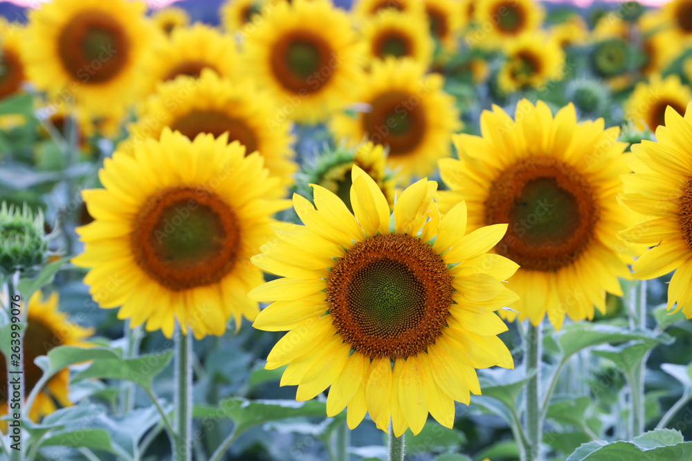 Summer background with field of sunflowers in a shallow depth of field.Scenic view with field of sunflowers close up. Beautiful summer nature background. Agriculture, agronomy and farming concept.