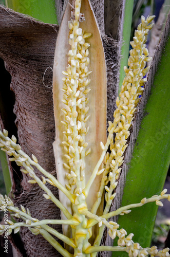 Coconut flower on tree photo
