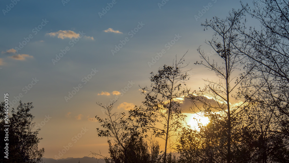 Sunset behind typical native bush of the plateau at the Andean mountains of central Clombia. Sunset behind typical native bush of the plateau at the Andean mountains of central Clombia.