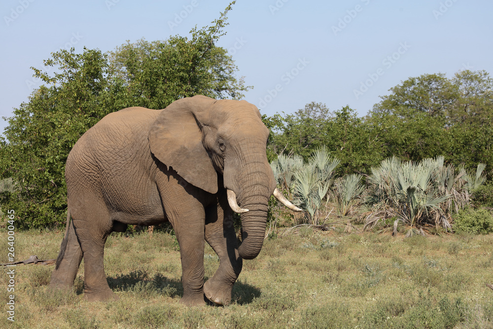 Afrikanischer Elefant / African elephant / Loxodonta africana