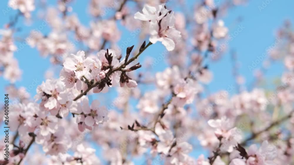 Spring bloom. Blooming tree against the blue sky. Spring bloom. Blooming tree against the blue sky.