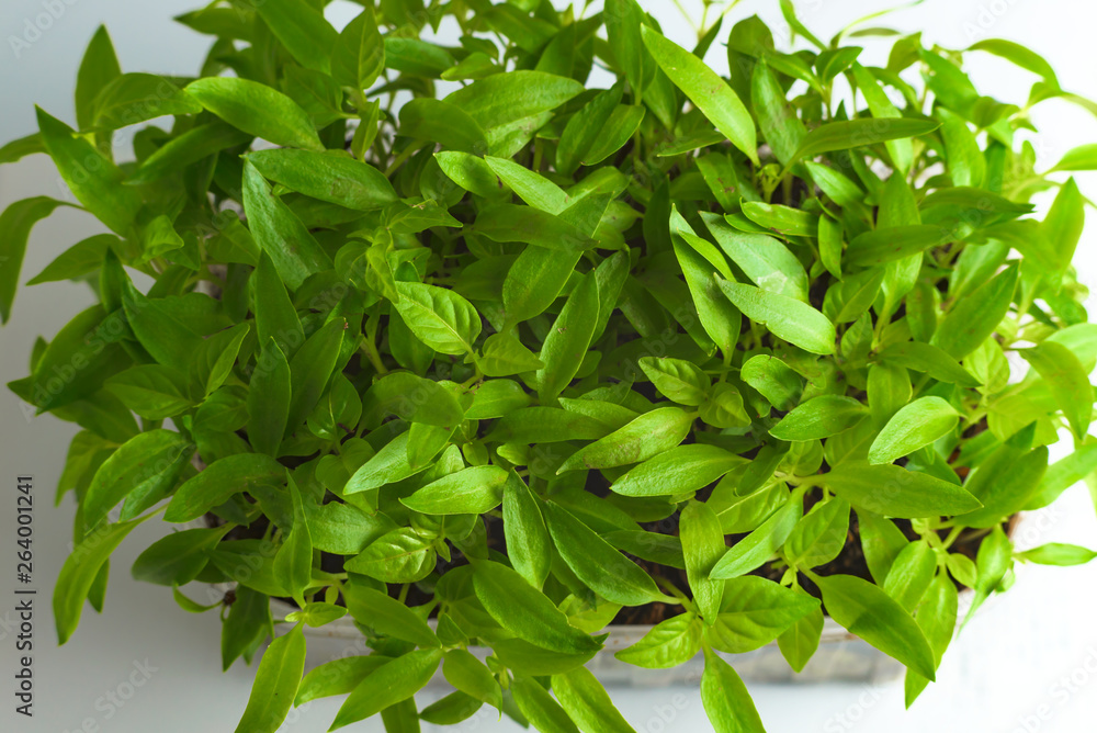 Young green shoots of sweet pepper with juicy leaves. Seedlings of bell pepper Young green shoots of sweet pepper with juicy leaves. Seedlings of bell pepper
