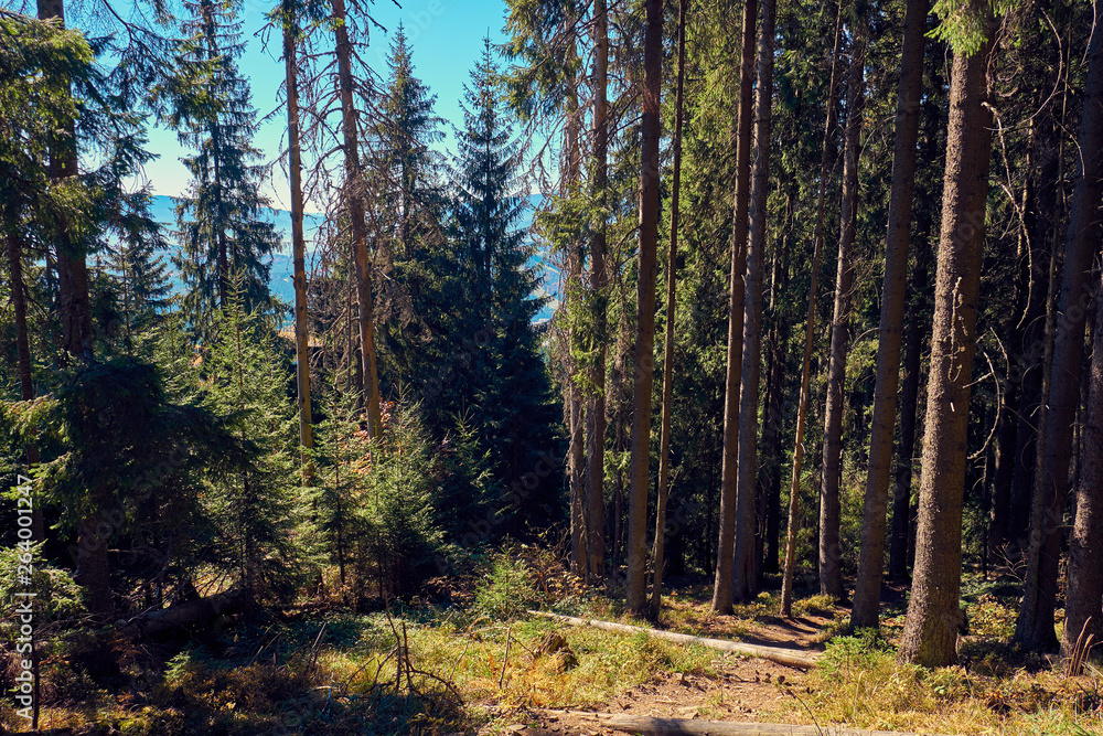Obraz premium Beautiful autumn landscape in The Carpathian Mountains